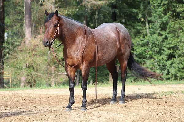 western-riding-quarter-horse