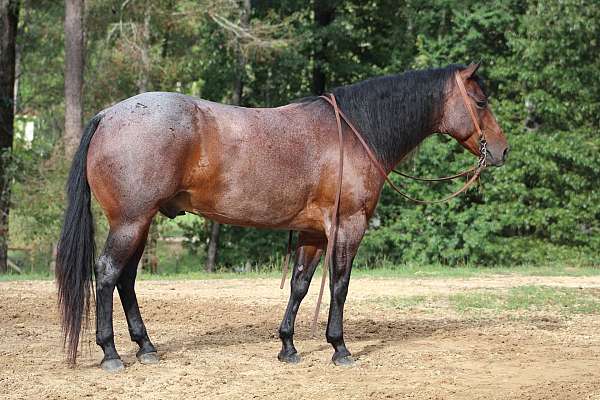 working-cattle-quarter-horse