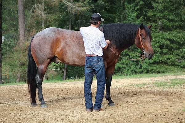 bay-roan-quarter-horse-gelding