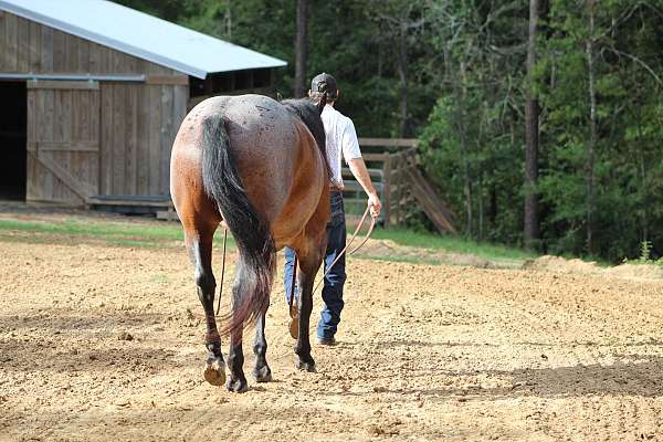 bay-roan-all-around-horse