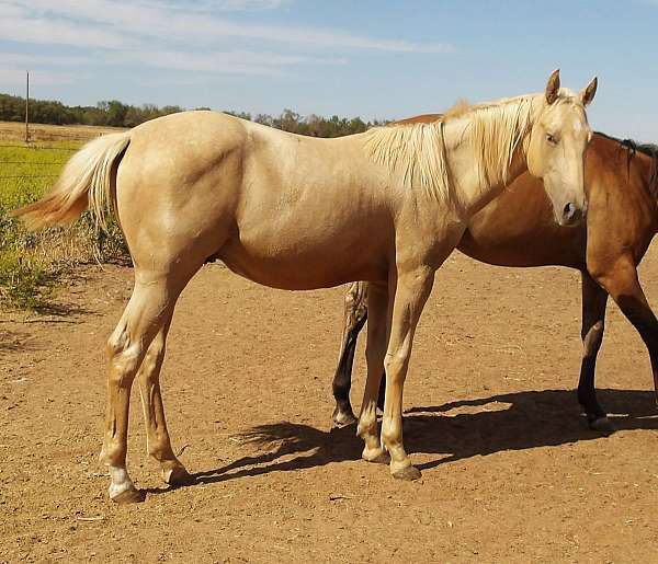 palomino-brands-horse