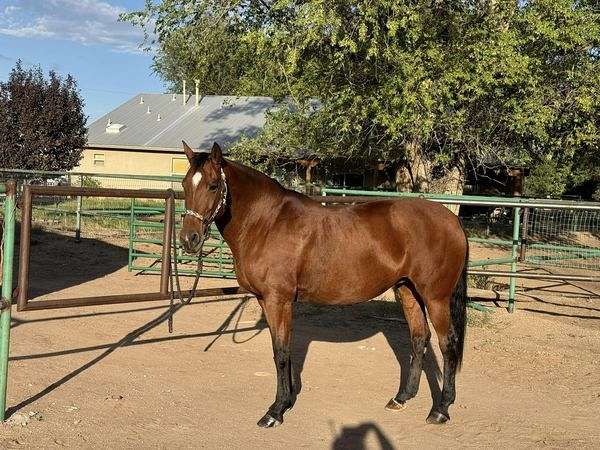 vaquero-azteca-horse