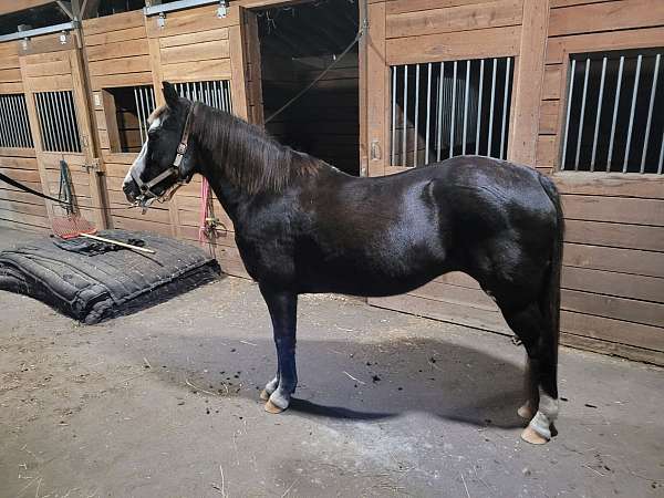 parade-pony-welsh-pony