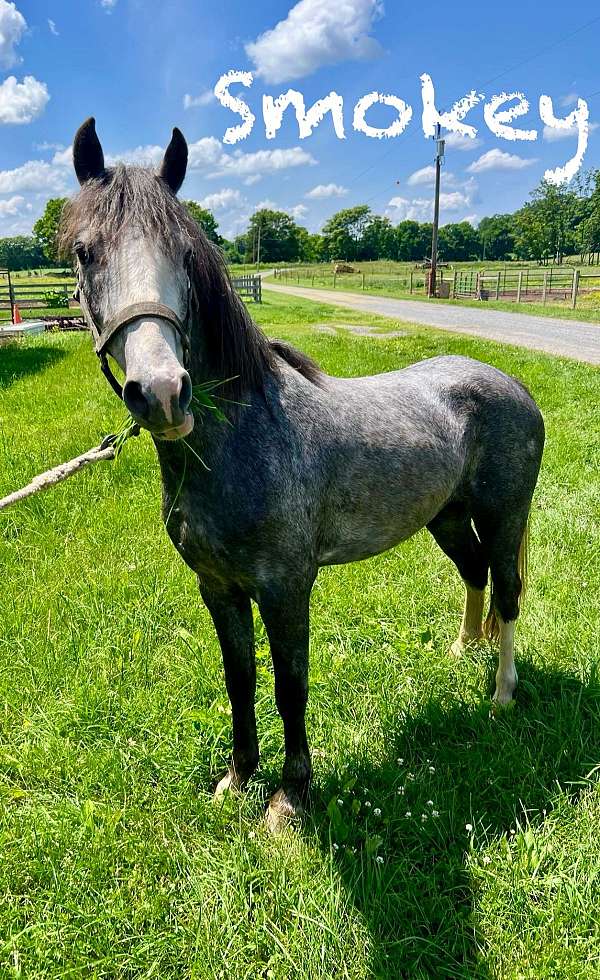 cross-driving-arabian-pony