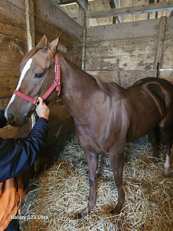 polo-racing-pony-thoroughbred-pony