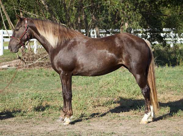 rocky-mountain-trail-horses-for-sale-gaited