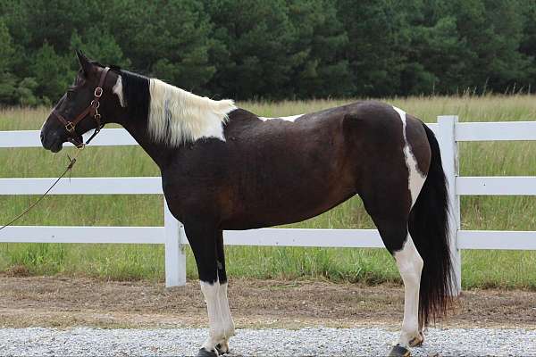 gaited-trail-horses-for-sale-spotted-saddle