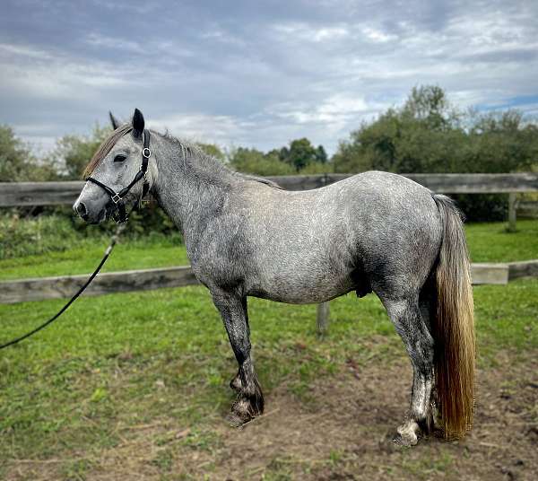 rear-white-hind-pony