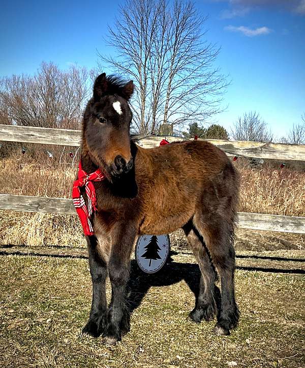 dales-pony-for-sale-usa