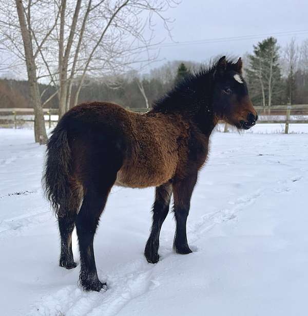 dales-pony-for-sale-usa