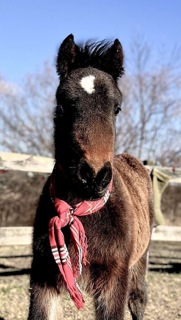 age-dales-pony