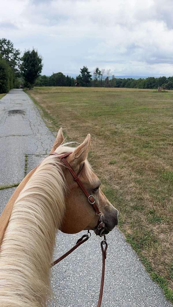 palomino-gelding