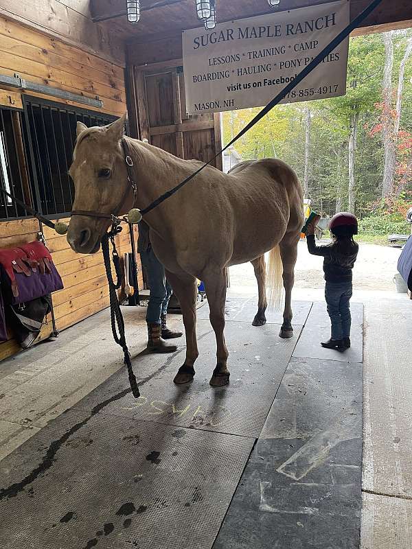 palomino-beginner-horse