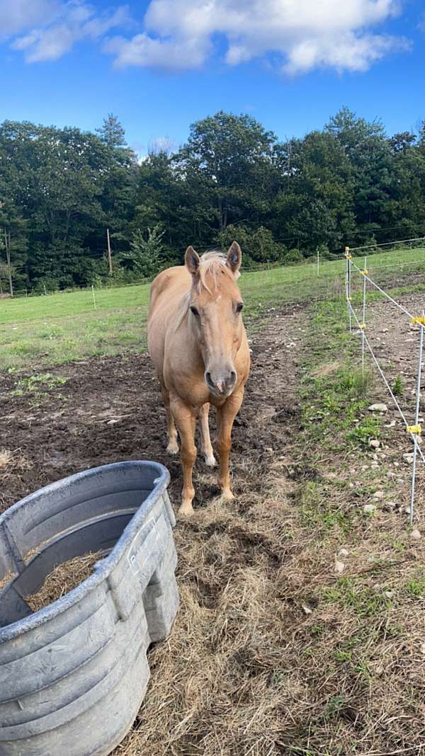 beginner-gelding