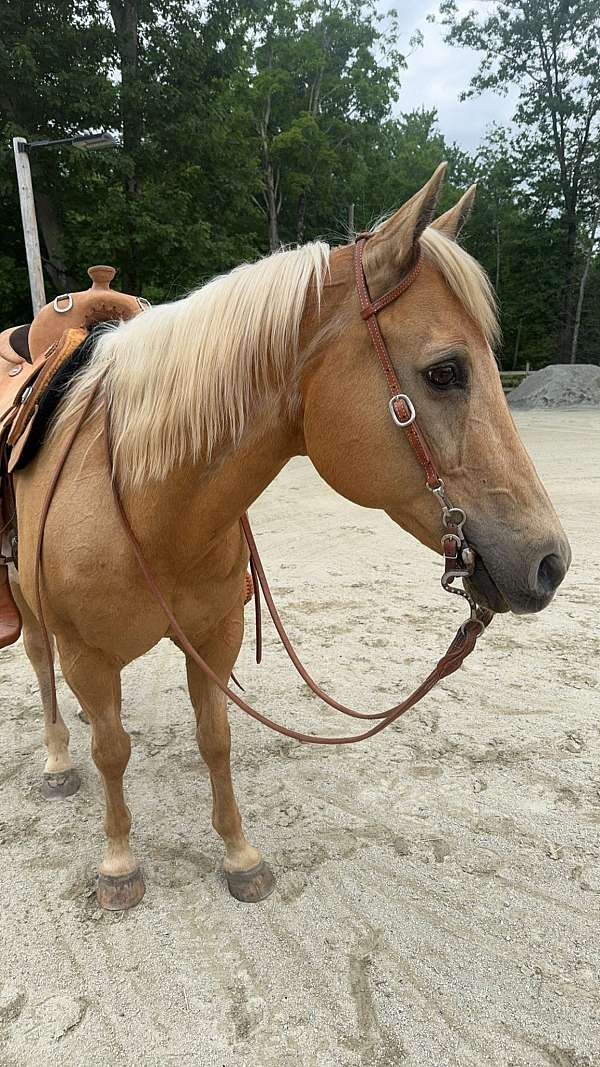 beginner-palomino-horse