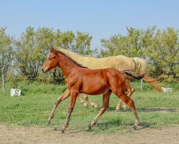 cahr-half-arabian-colt