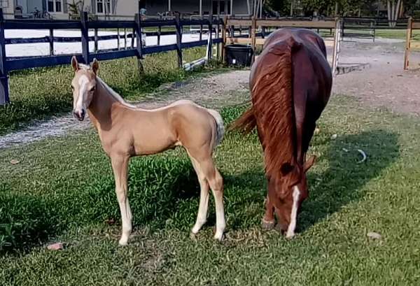 starstripesnip-roaning-nr-brand-horse