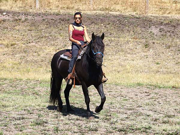 black-andalusian-gelding