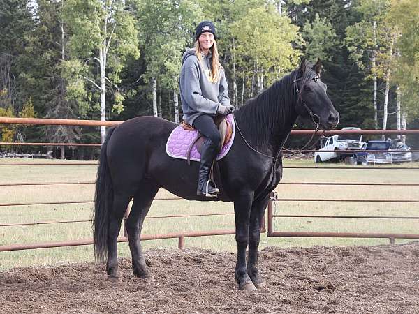 black-andalusian-gelding