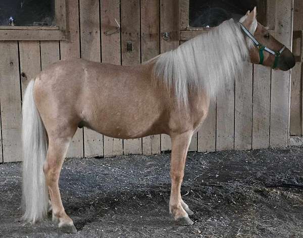 pony-rodeo-gelding