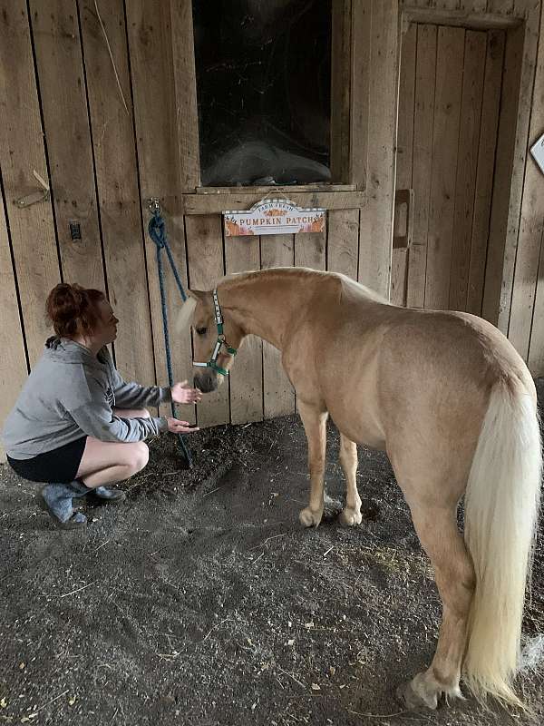 pony-rodeo-pony