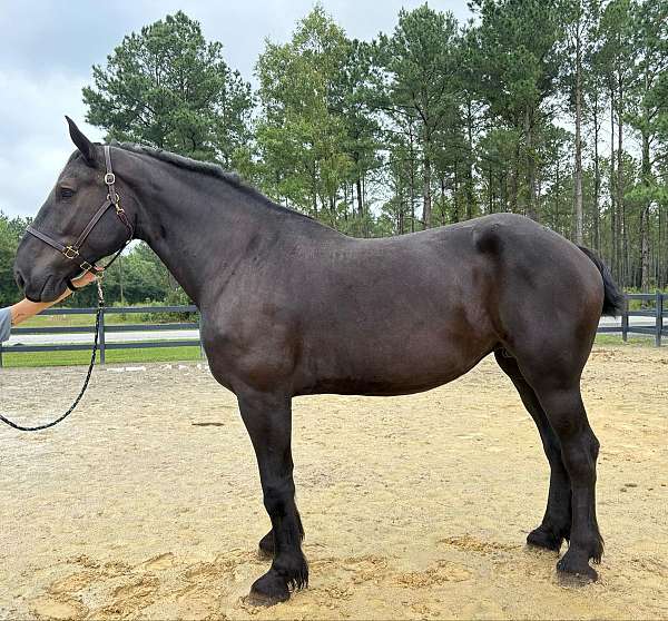 black-percheron-mare