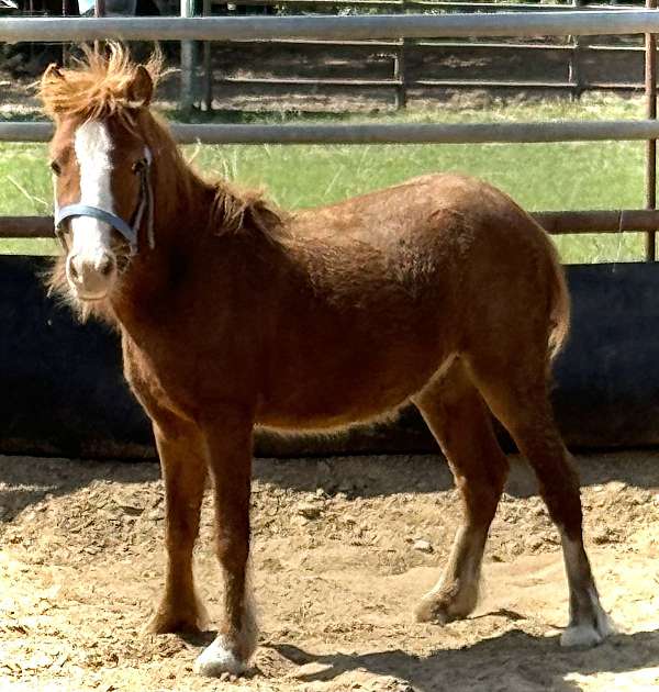 gypsy-vanner-stallion