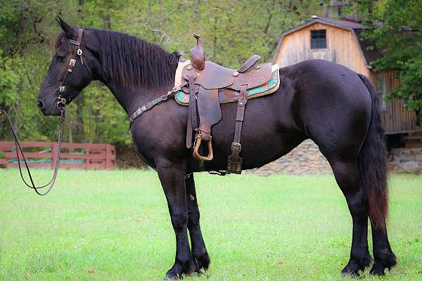 western-dr-friesian-horse