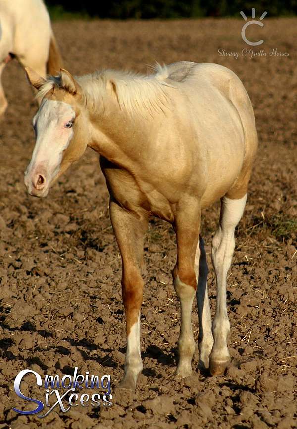 palomino-splash-white-horse