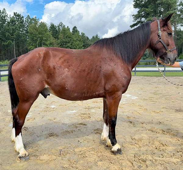 bay-draft-gelding