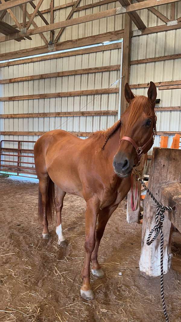 halter-kid-safe-quarter-horse