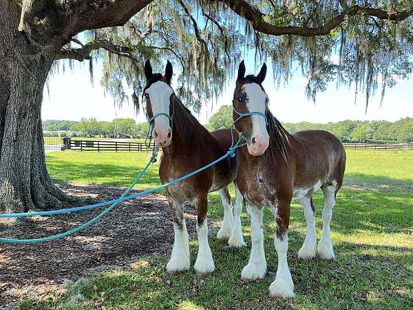 all-around-clydesdale-horse