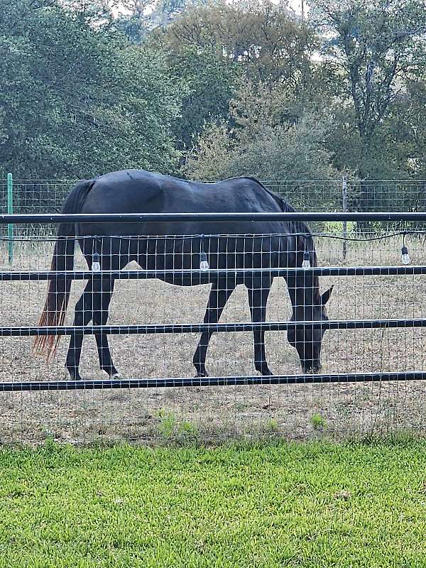 miss-lois-duncan-quarter-horse