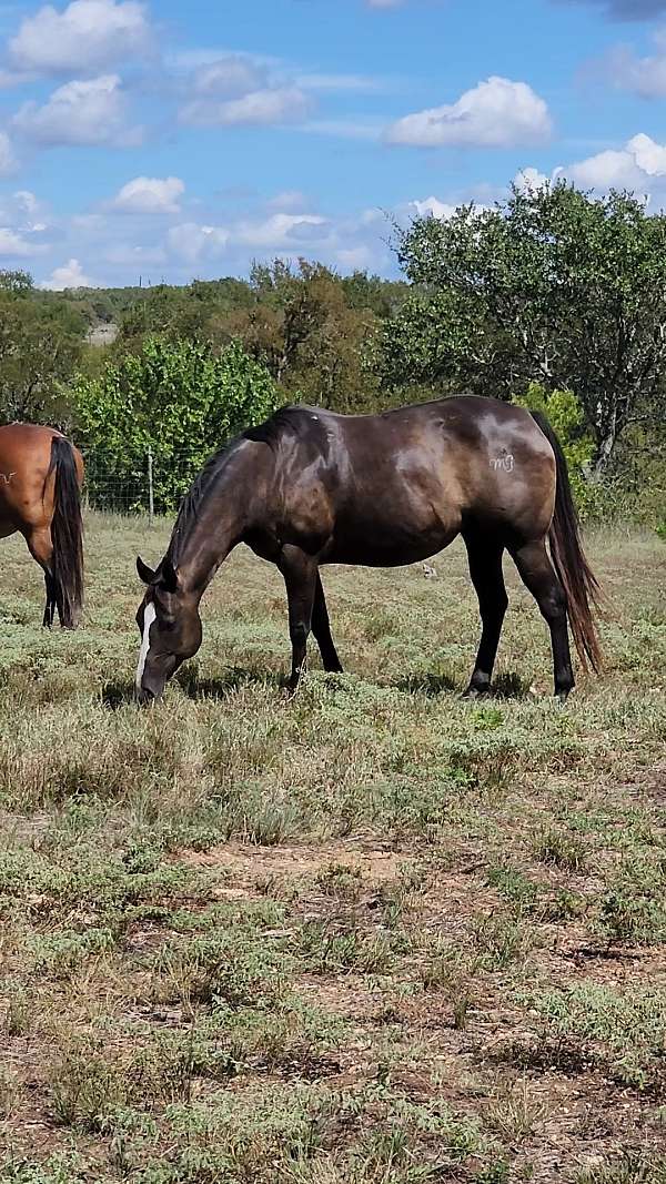 windy-ryan-quarter-horse