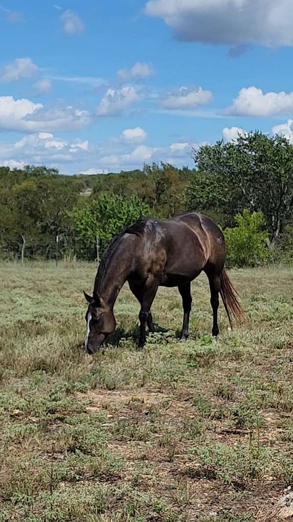 miss-lois-duncan-horse