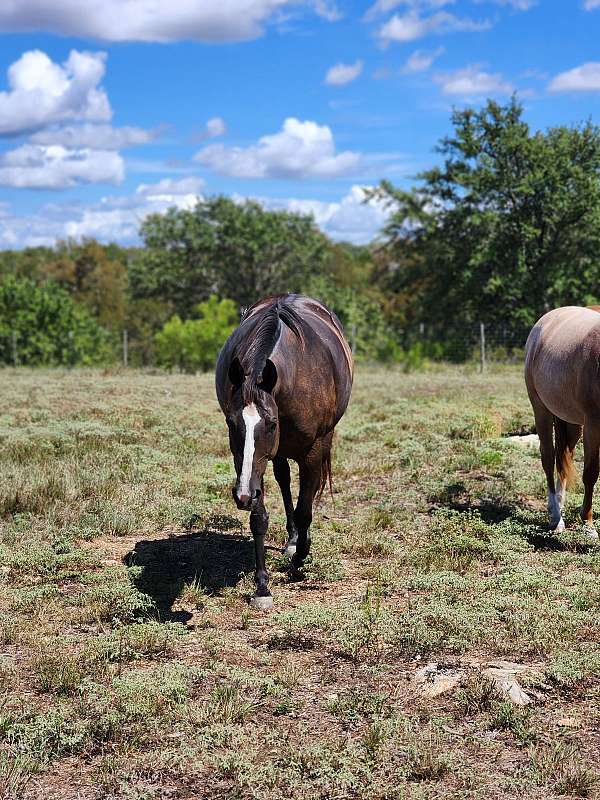 windy-ryan-horse