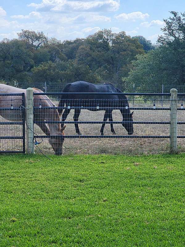 central-texas-broodmare