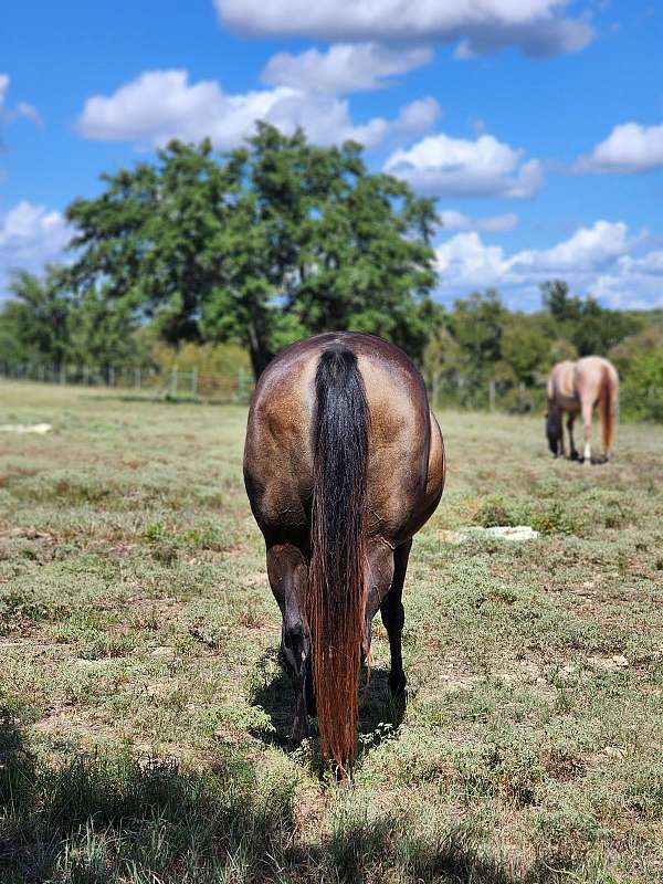 confident-broodmare