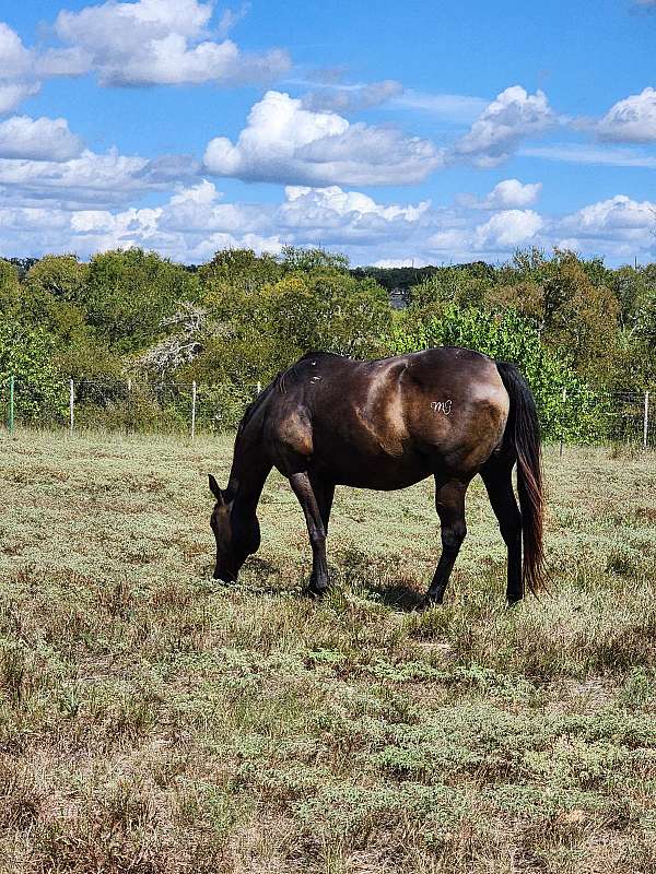 dash-broodmare