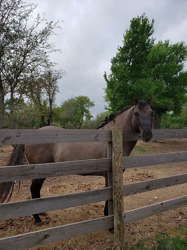 ebarrelracing-broodmare