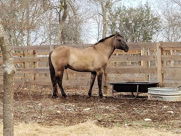 first-down-broodmare