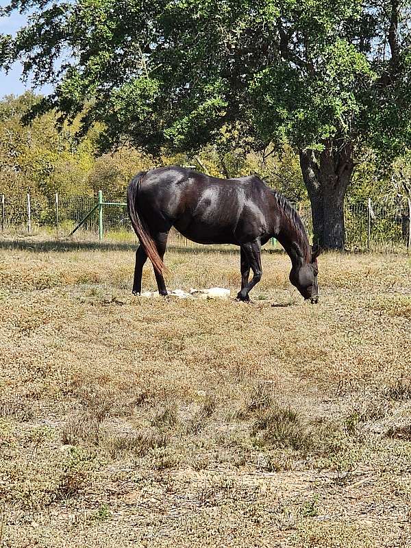 dash-broodmare