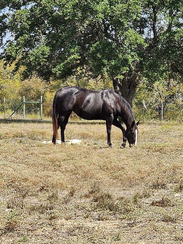 windy-ryan-quarter-horse