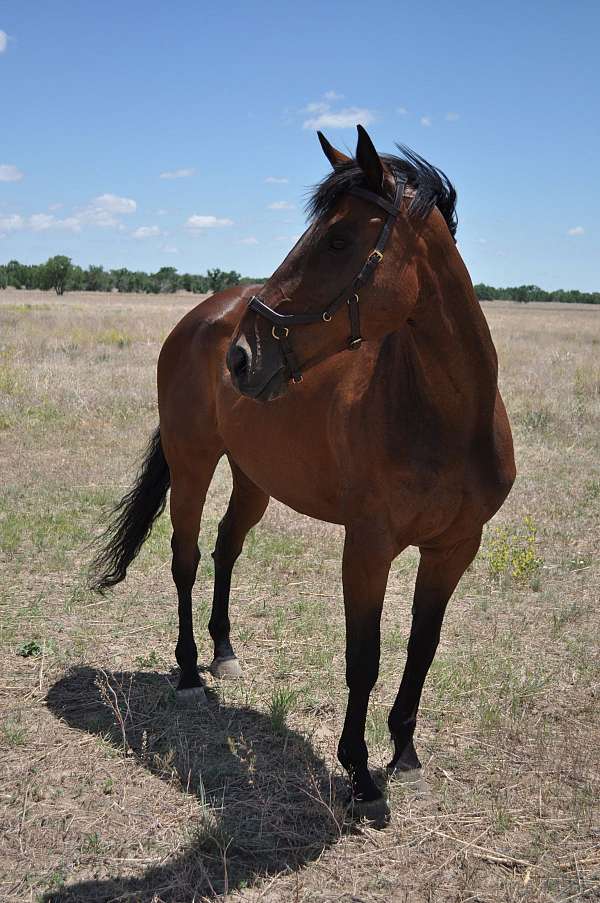 dressage-thoroughbred-horse