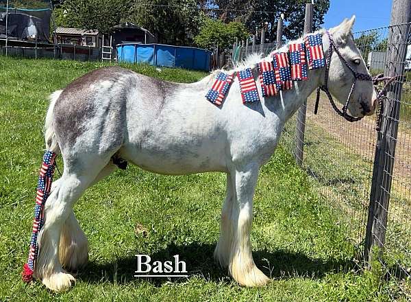 gypsy-vanner-horse