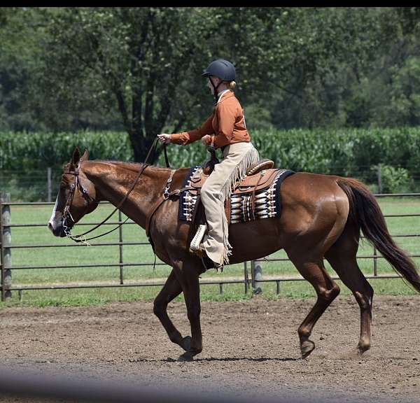 quarter-horse-gelding