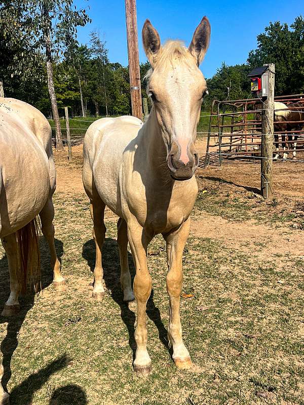 blaze-snip4-white-socks-horse