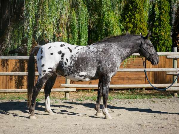 appaloosa-appaloosa-spotted-horse