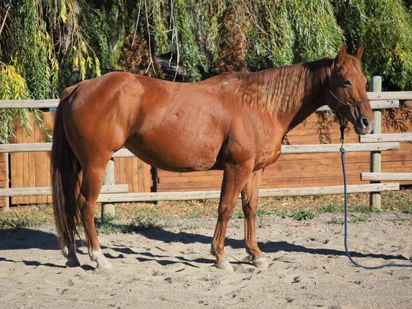 chestnut-mare-trail-horse-quarter