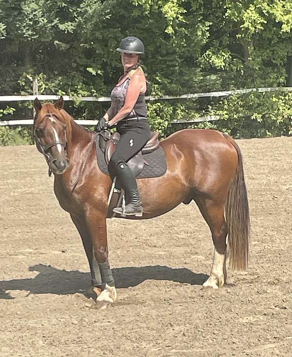 trail-welsh-cob-horse